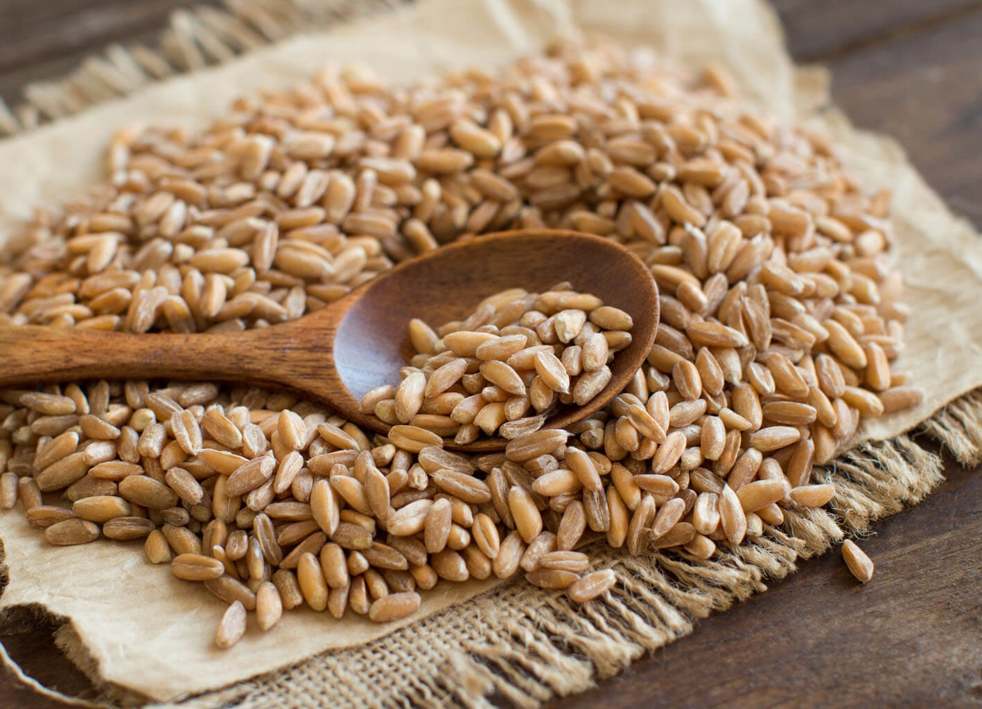 Organic NZ Spelt Grain - order NOW!