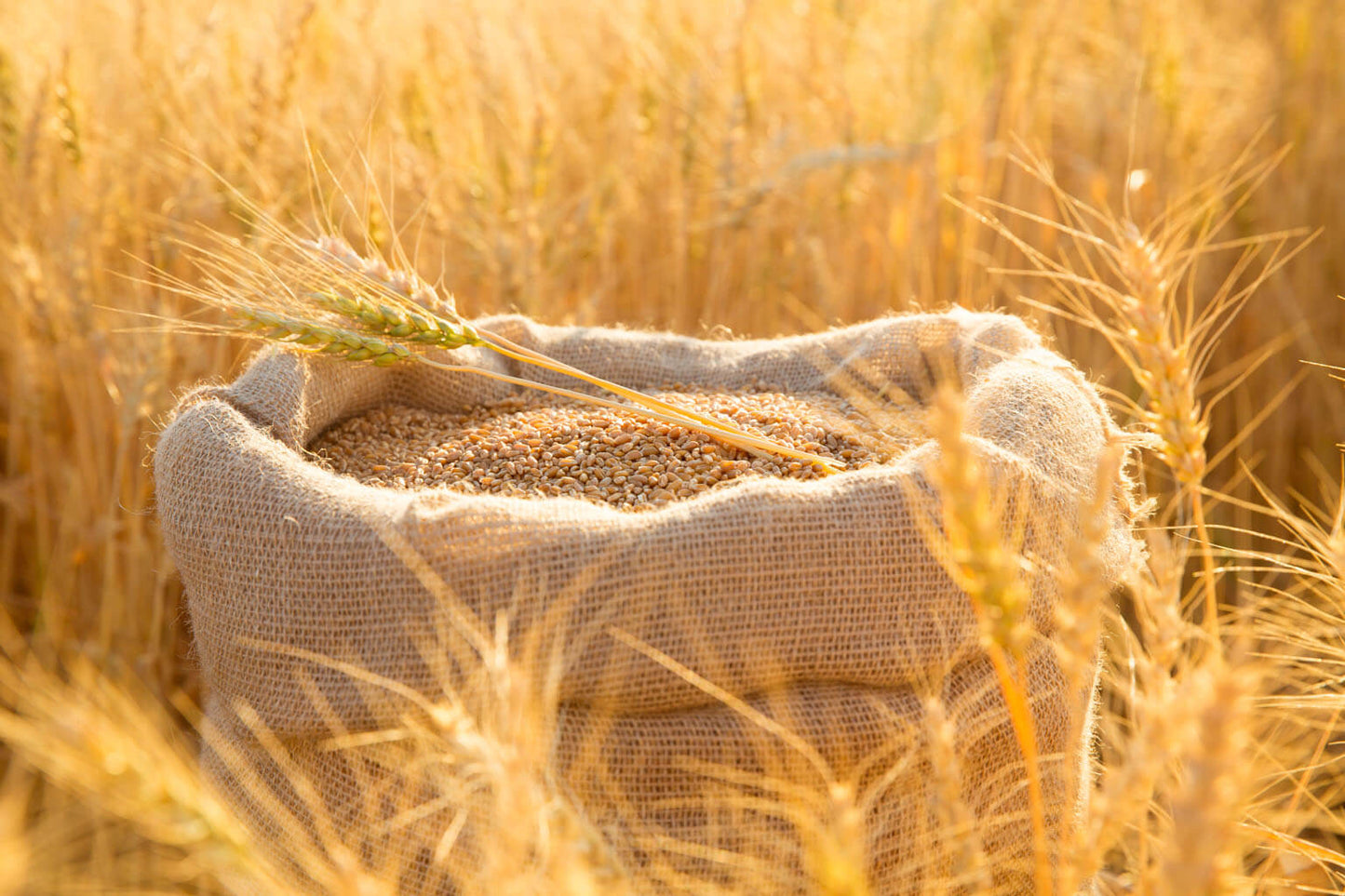 Organic NZ Wheat Grain - order NOW!